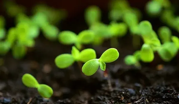Brotes de plantas creciendo - Plantel